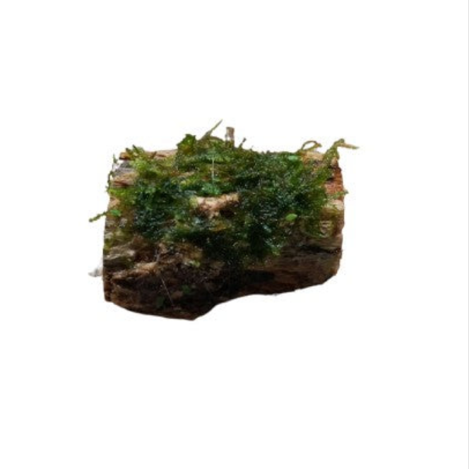 X1 Assorted Moss On Colla Wood Stump - Bogwood - Live aquarium plant Tropical Shrimp 6-10cm