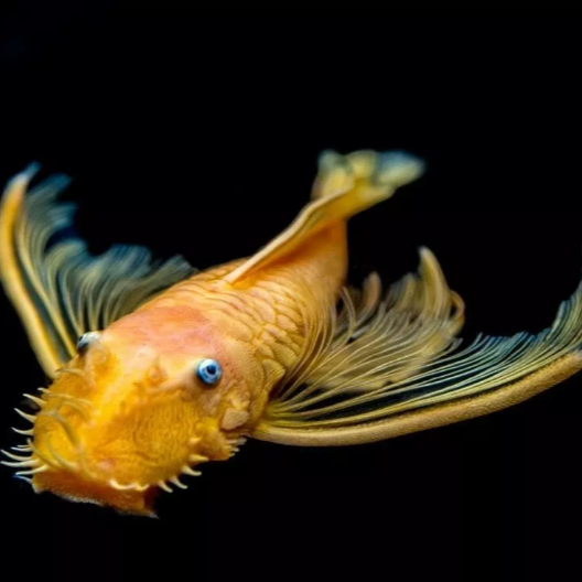 X1 Long fin Blue eye Lemon Bristlenose 3-4cm Tropical Fish