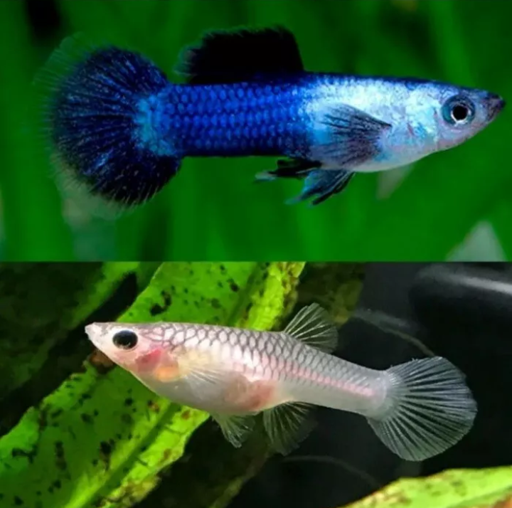 Blue Panda Guppies Young Breeding Pairs Tropical Fish
