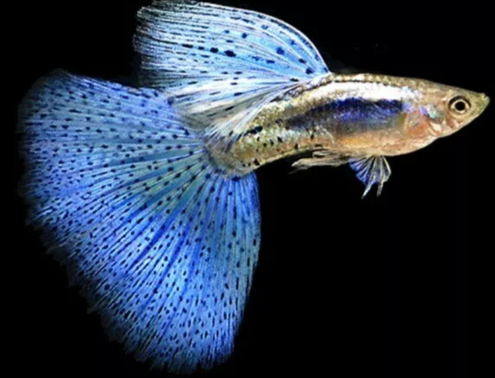 BLUE GRASS GUPPIES YOUNG BREEDING PAIR TROPICAL FISH