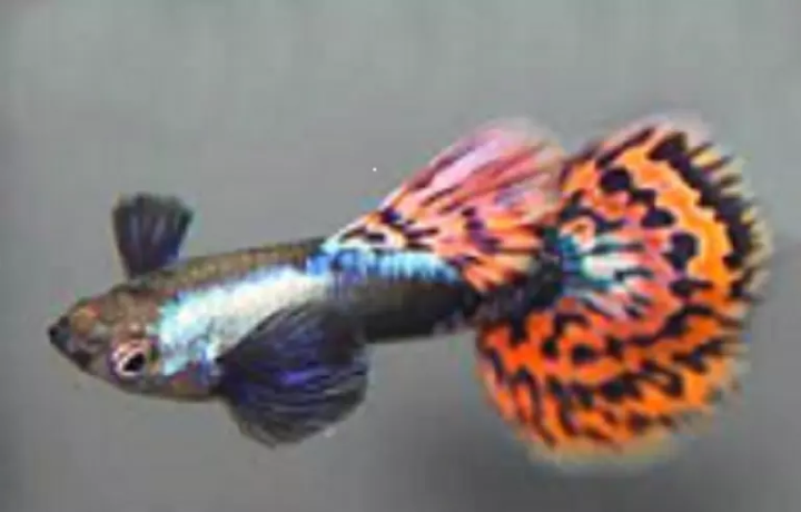 Platinum Red Mosaic Big Ear Guppies Young Breeding Pair Tropical Fish