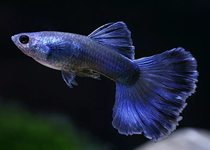 Blue Moscow Guppies Young Breeding Pair - Tropical Fish