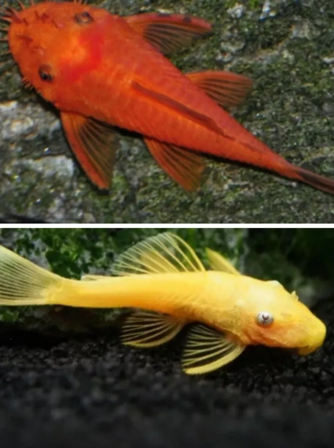 1X Blue Eyed Lemon 1X Super red Bristlenose Pleco Young 3-4cm Tropical Fish