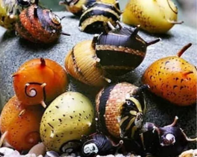 2X HORNED NERITE SNAILS MIXED CLITHON DIADEMA - ALGAE EATER - AQUARIUM SNAILS