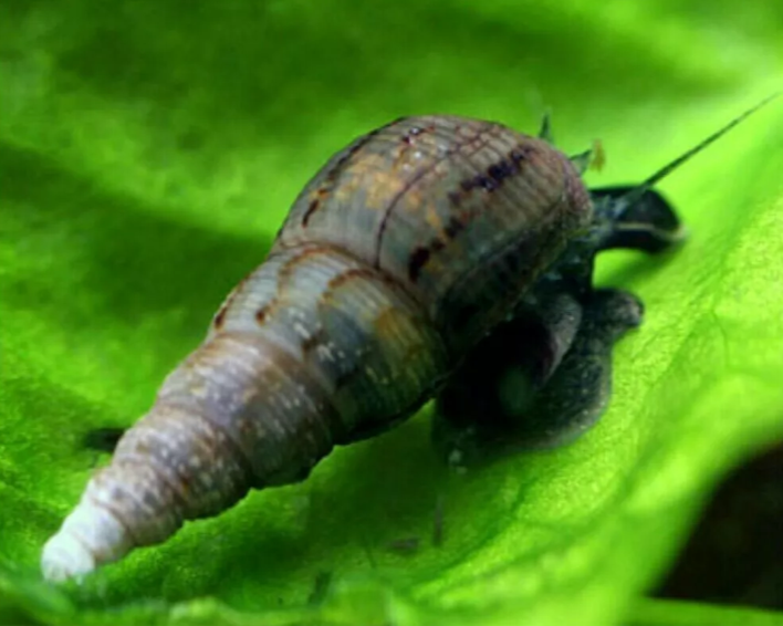 Malaysian Trumpet Snails X30 Aquarium Clean Up Crew