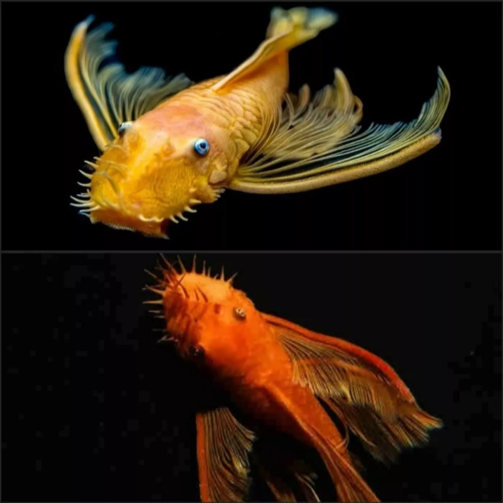 1X Lemon Long Fin Bristlenose X1 Long Fin Super Red Pleco Young Tropical Fish