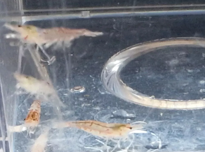 X20 RED CHERRY SHRIMP - LOW/MED GRADE YOUNG - FRESHWATER SHRIMP CLEAN UP CREW