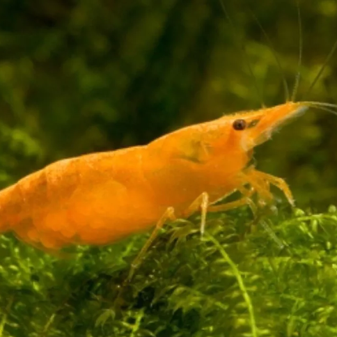 X5 ORANGE PUMPKIN SHRIMP - YOUNG - FRESHWATER SHRIMP CLEAN UP CREW