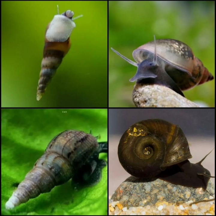 X20 Mixed Tropical Aquarium Snails -Various Sizes Algae Eater