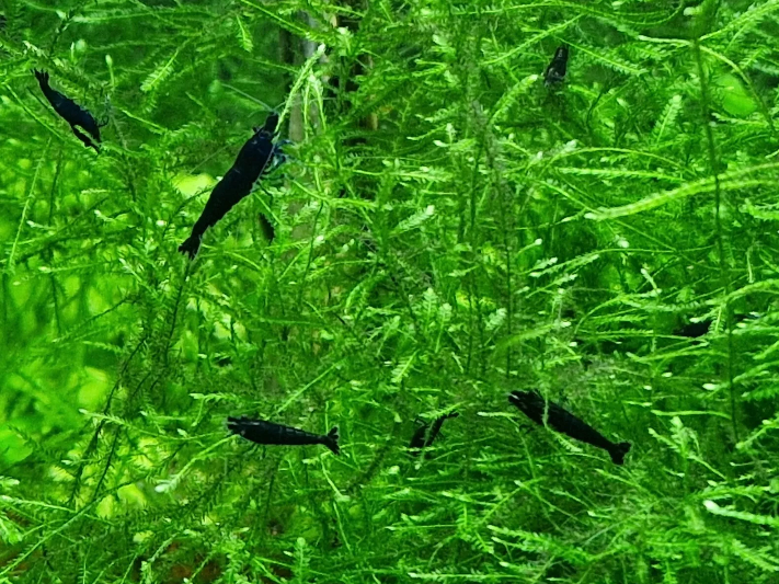 X10 Neocaridina Blue Diamond Shrimp, Live Tropical Freshwater Aquarium Shrimp