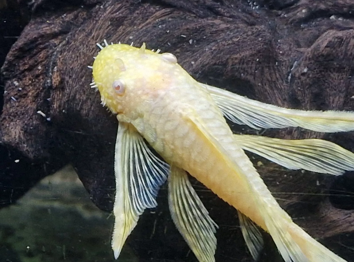 Albino Bristlenose Pleco Longfin Young 3-4cm Tropical Fish