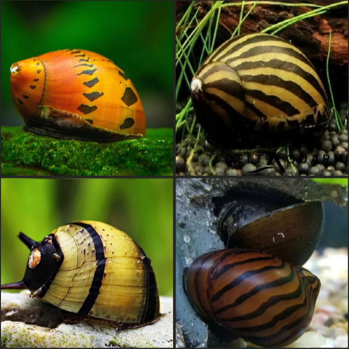2X ASSORTED NERITE SNAILS CLITHON DIADEMA ALGAE EATER AQUARIUM
