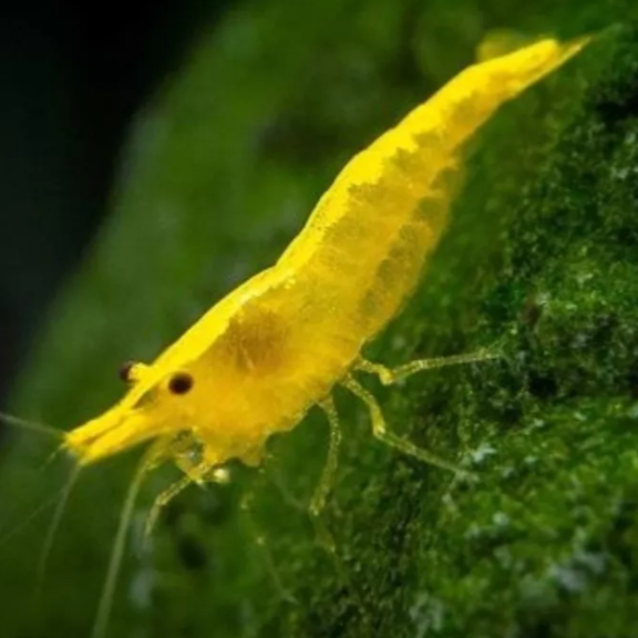 5 X YELLOW NEOCARIDINA AQUARIUM SHRIMP YOUNG MIXED SIZES