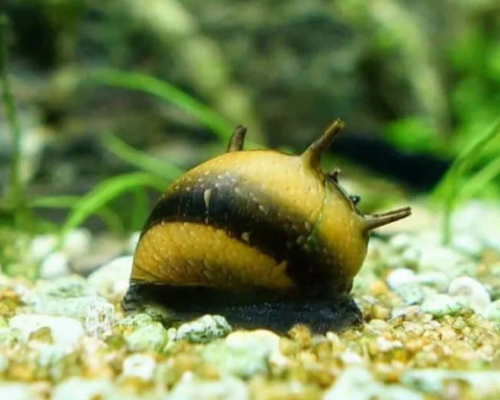 2X BUMBLEBEE NERITE SNAILS CLITHON DIADEMA - ALGAE EATER - AQUARIUM SNAILS