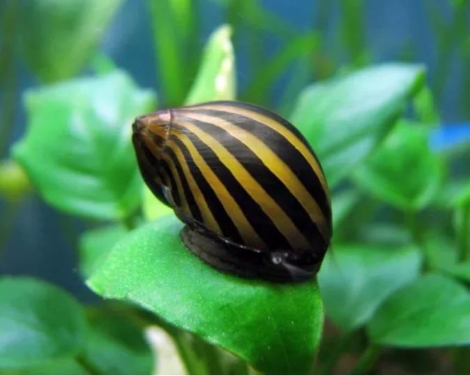 4x ZEBRA NERITE SNAILS CLITHON DIADEMA - ALGAE EATER - AQUARIUM SNAILS
