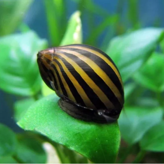 4x ZEBRA NERITE SNAILS CLITHON DIADEMA - ALGAE EATER - AQUARIUM SNAILS