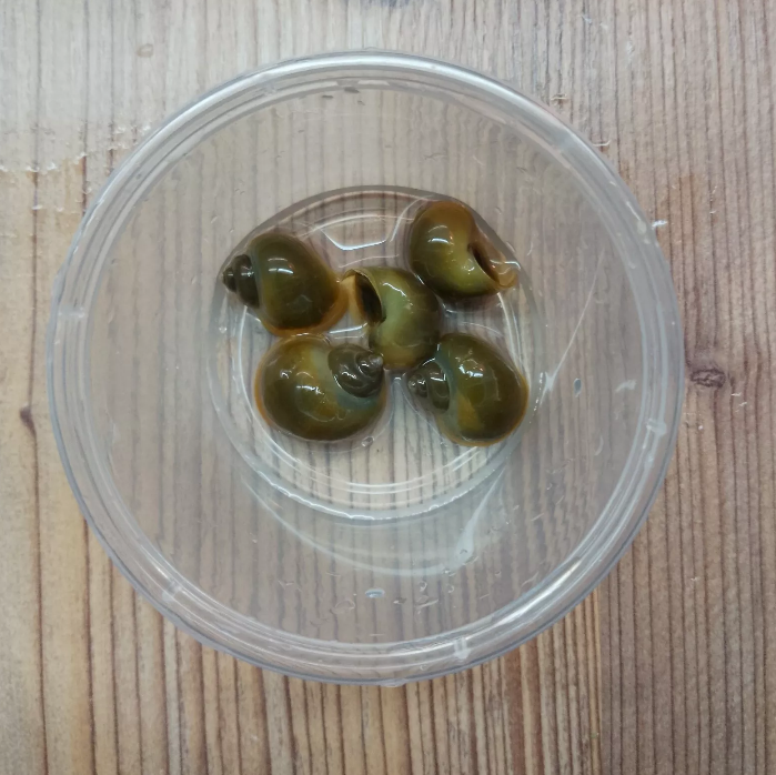 X1 Jade Mystery Young Snails Live Tropical Snails