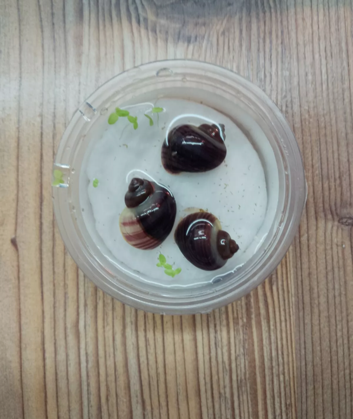 X4 Purple/Magenta/Blue/Ivory/Jade Mystery Snails Tropical Snails