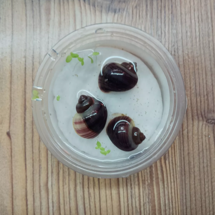 X1 Purple Mystery Small Size Snails Tropical