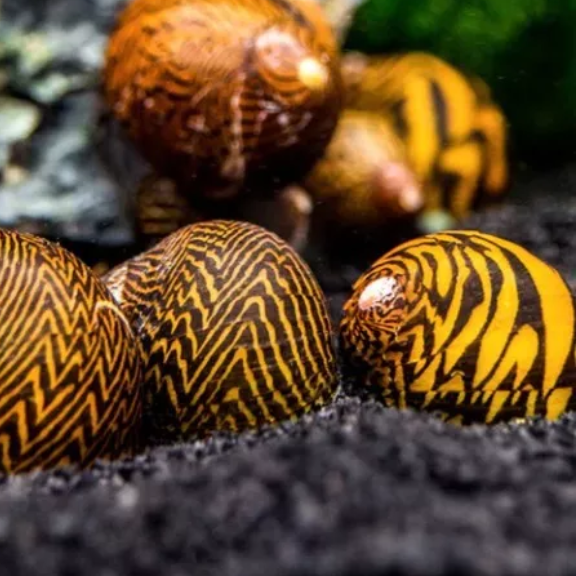 X2 Lightning Bolt nerite snail . Algae eating snail Tropical Fish Aquarium live