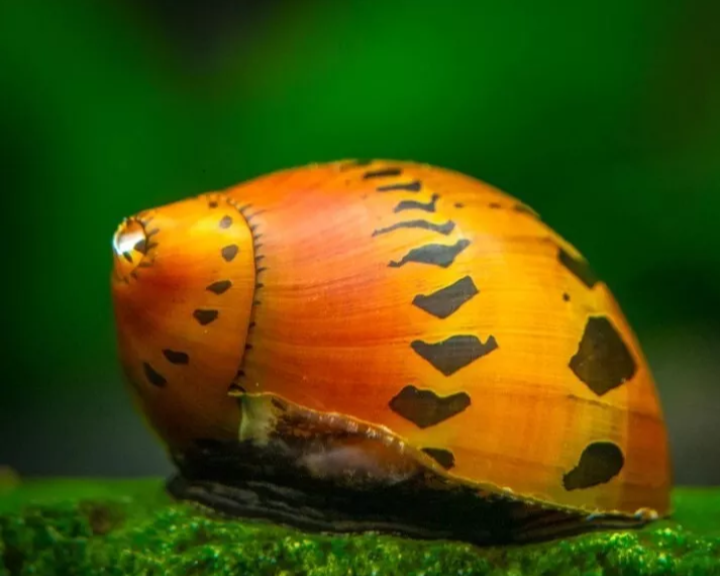 X4 RED ONION SNAIL *NERITE SEMICONIC*NERITE SPOTTY SNAIL ALGAE EATER