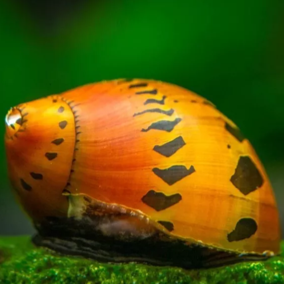 X4 RED ONION SNAIL *NERITE SEMICONIC*NERITE SPOTTY SNAIL ALGAE EATER