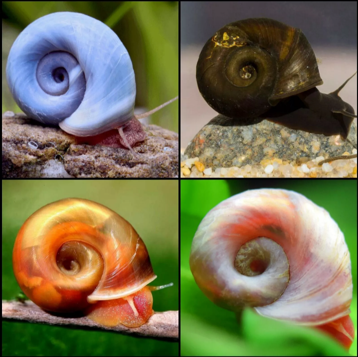 X20 Mixed Tropical Ramshorn Snails Aquarium Snails -Various Sizes Algae Eater