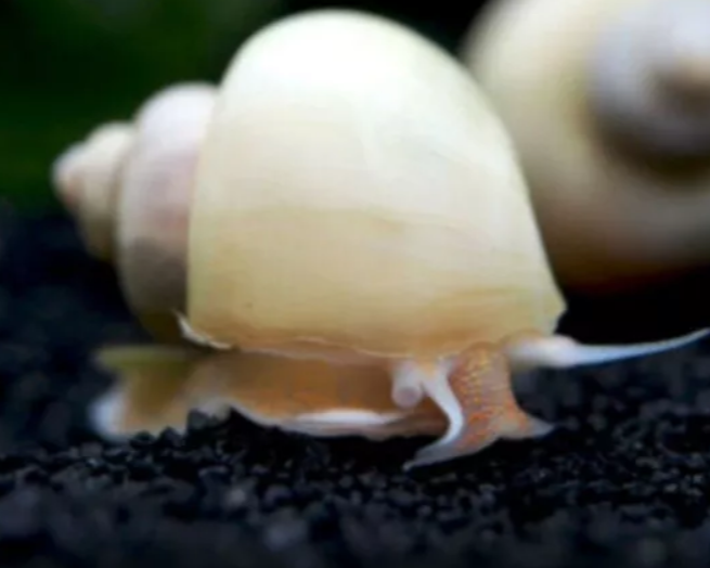X1 White/Ivory Mystery Young Snails Tropical Snails