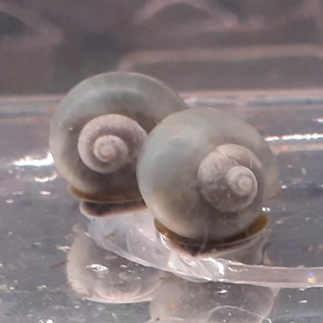 X1 Blue Mystery Young Snails Tropical