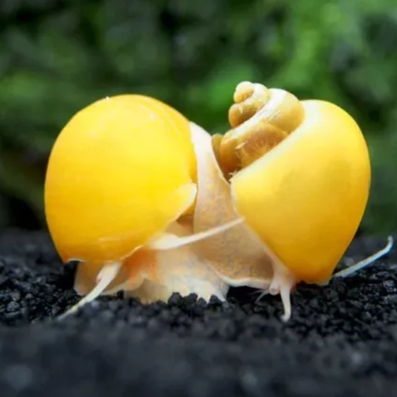 X1 Gold Mystery Snails Tropical Snails