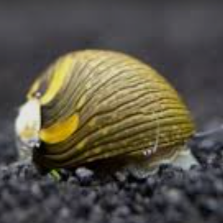 X2 SUN NERITE SNAILS CLITHON DIADEMA - ALGAE EATER - AQUARIUM SNAILS