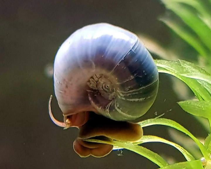 X8 MIXED SIZES BLUE RAMSHORN SNAILS, EATERS EXCELLENT CLEAN UP CREW