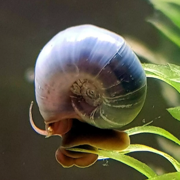 X8 MIXED SIZES BLUE RAMSHORN SNAILS, EATERS EXCELLENT CLEAN UP CREW
