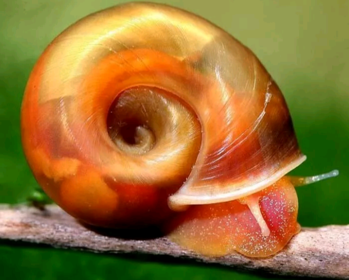 Red Ramshorn Snails X10 - Mixed Sizes Live Fish Food/Clean Up Crew..