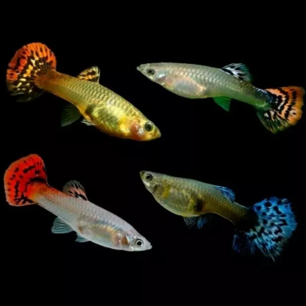 X1 Female Guppy (Poecilia reticulata, Livebearer) live fish Tropical Fish