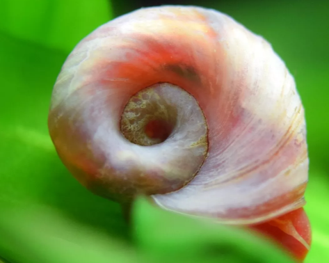 10 PINK RAMSHORN SNAILS MIXED SIZES, ALGAE EATERS EXCELLENT CLEAN UP CREW