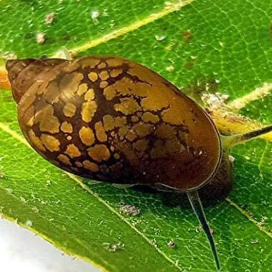 Tadpole BLADDER Snail X12 Tropical Aquarium Algae Cleaner Crew Pond Snails