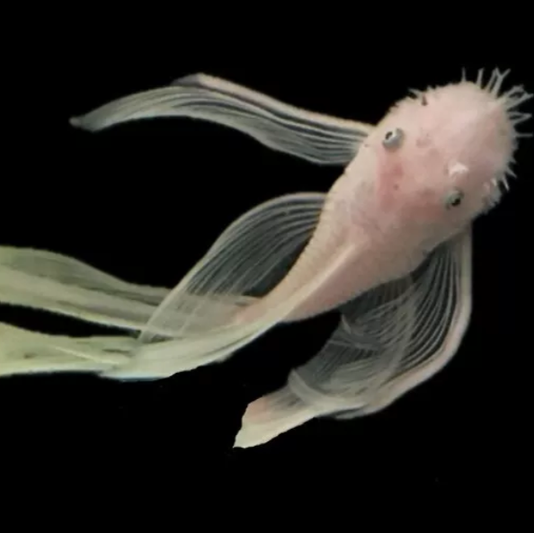 1x Sub Adult male Snow White Bristlenose Pleco Long Fin