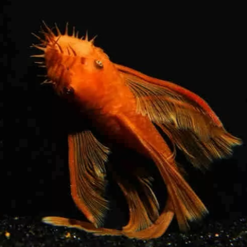 Super Red Long Fin Bristlenose Pleco X1 Sub Male Tropical Fish