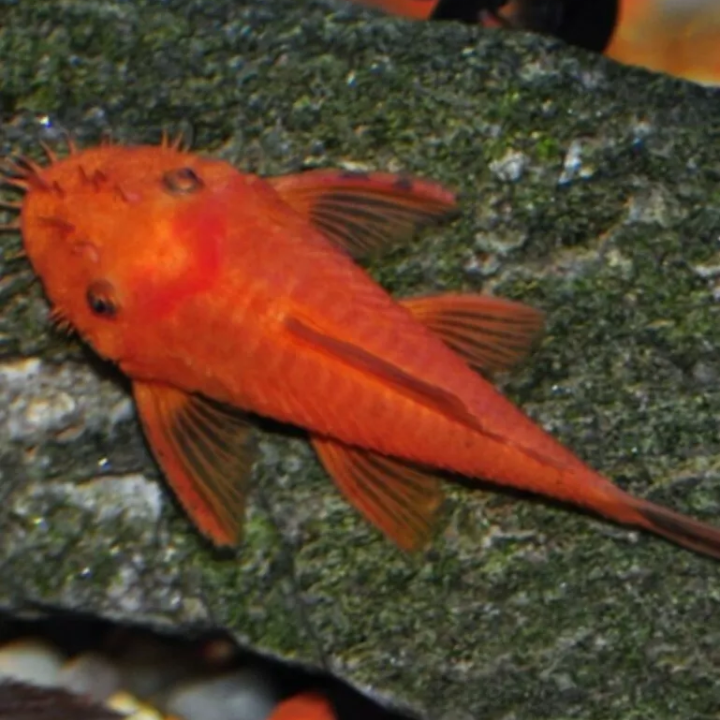 1 x Super Red Bristlenose Pleco Young Female 5-6cm - Topical Fish