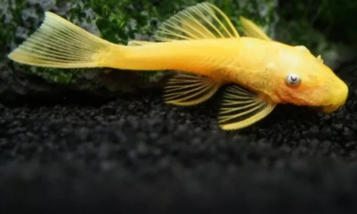 X1 Blue Eyed Lemon Bristlenose Pleco 3-4cm Tropical Fish