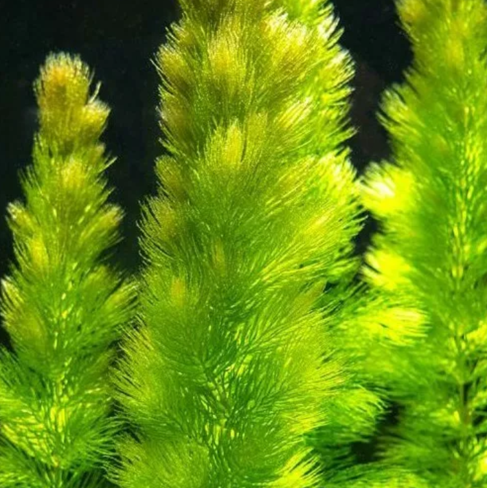 10X Hornwort Live Aquarium Aquatic Oxygenating Plants Fish Tank/Pond Shrimp Safe
