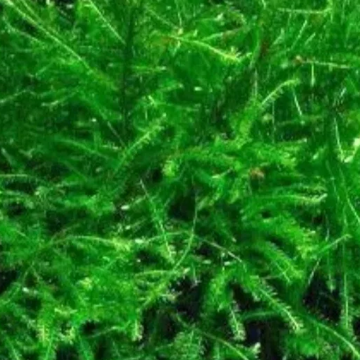 Java Moss - 5g Java Moss Carpet Aquarium Tropical Fish Tank Shrimp Bog...
