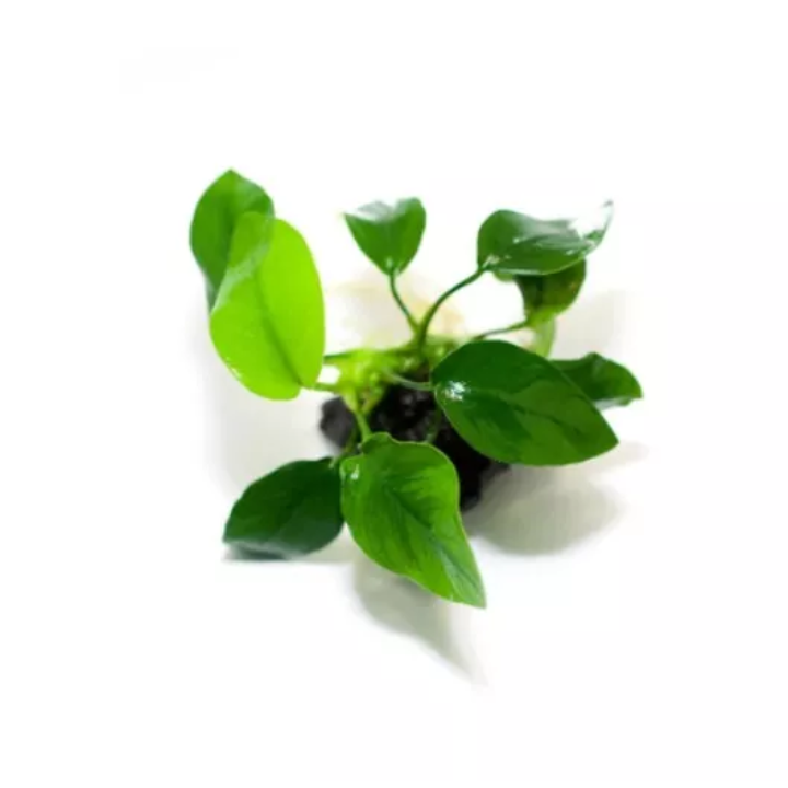 ANUBIAS NANA X3 Live Aquarium Plants for wood Tropical Aquascaping Tank