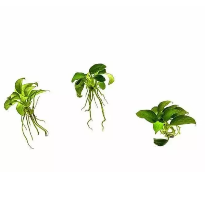 ANUBIAS NANA PETITE x 3 - mini nano dwarf for wood Live Aquarium Aquatic Plants