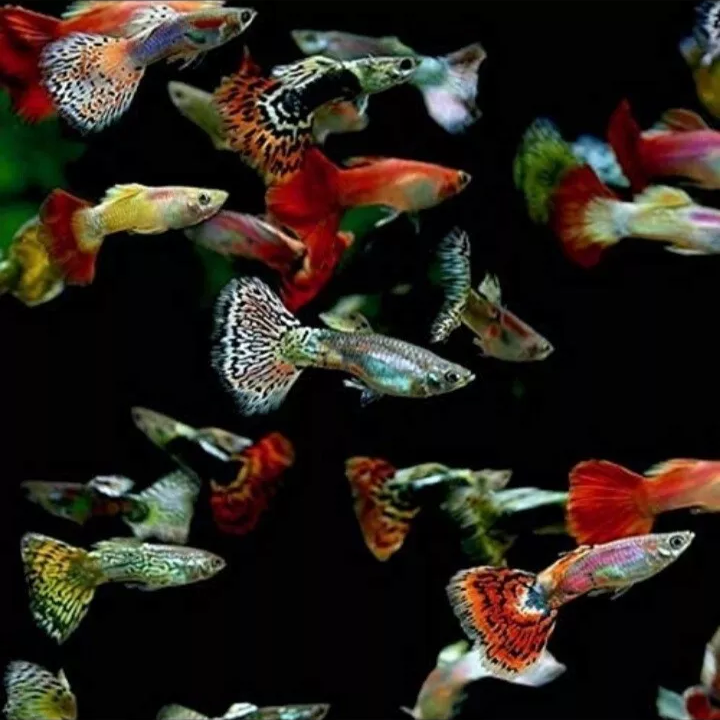 X5 Male Guppies (Poecilia reticulata, Livebearer) live fish Tropical Fish