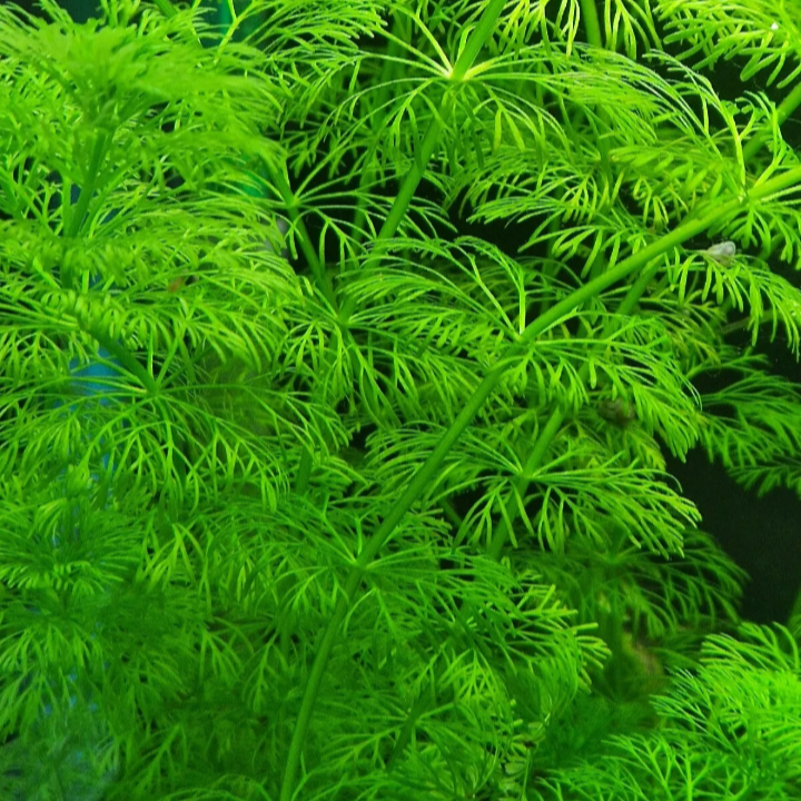 X10 Limnophila sessiliflora Live Aquatic Aquarium Plants Tropical Ambulia Stems