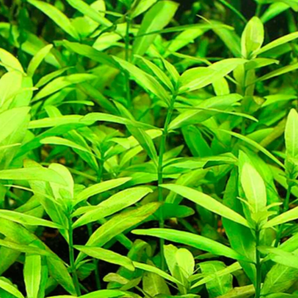 Hygrophila Polysperma Live Aquarium Plants Tropical Aquascaping Tank