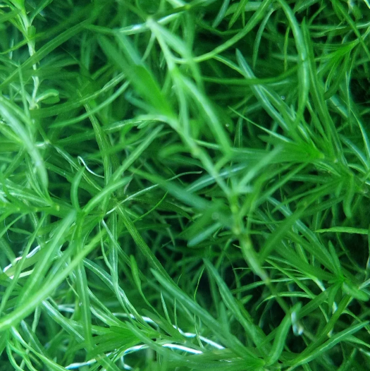 X10 Guppy grass Najas Guadalupensis Aquarium Stem Plants Easy to Grow Tropical