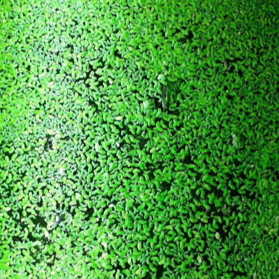 Duckweed Floating Oxygenated Live Plants 1000+ Tropical Fish Aquarium Pond Tank